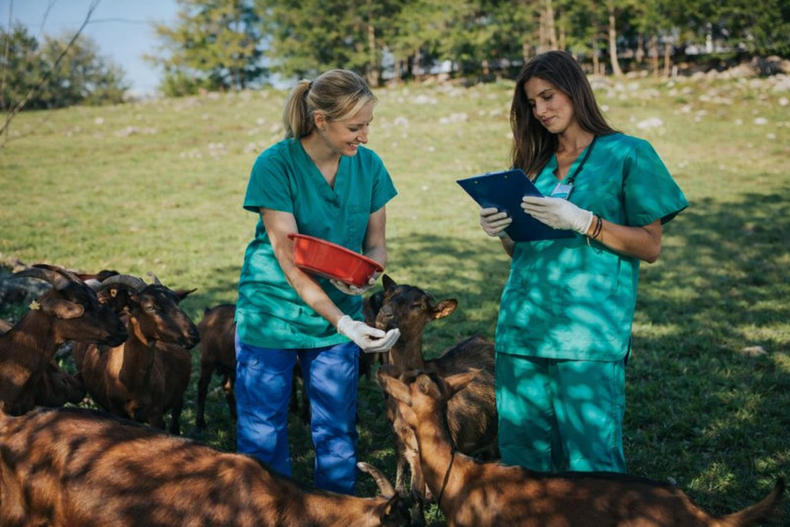 Las mujeres ganan protagonismo en los servicios veterinarios a nivel global.