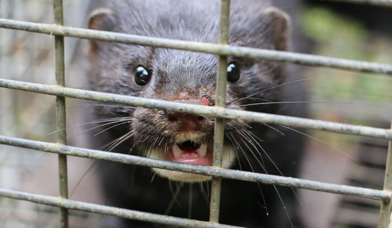 Las estrategias de manejo para contener la invasión están en marcha y se concentran en áreas prioritarias.