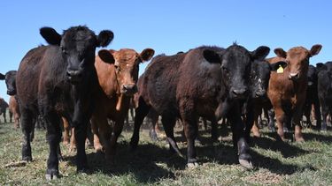 Se reglamentó la vacunación con las cepas incluidas en establecimientos con casos de brucelosis bovina.