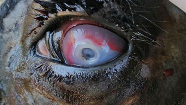 Motivar | Querato 2.jpg