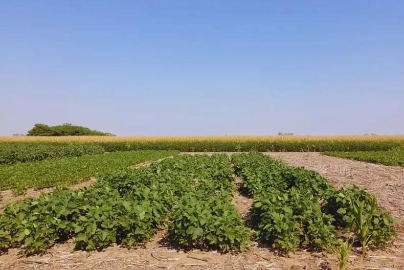 Cuando la soja tiene la palabra, el lema de ACSOJA 2025.
