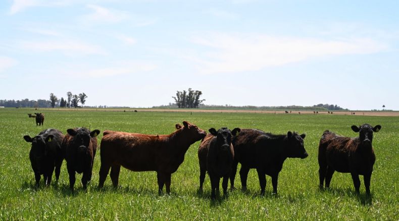 Senasa recomienda a los ganaderos incorporar al calendario anual la vacunación contra la rabia paresiante.