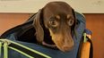 &nbsp;El CVI es expedido por el Senasa para viajar al exterior con animales de compañía.