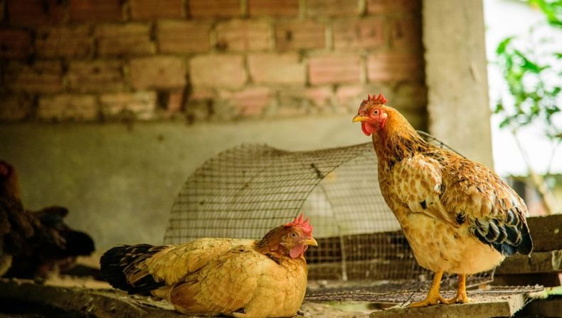 Senasa intensifica el protocolo sanitario tras nuevo caso de influenza aviar.