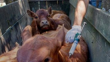 Fiebre aftosa. El CVPBA hace un llamado al compromiso técnico y político.&nbsp;