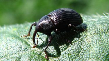 El picudo más dañino para la soja llegó a Córdoba.