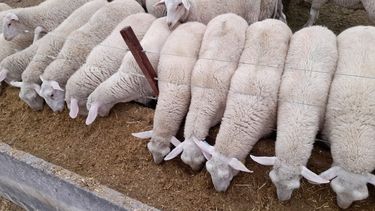 Existen herramientas yestrategias que se pueden utilizar para monitorear la salud y el comportamientode los ovinos.