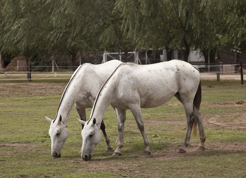 La norma del Senasa abarca enfermedades de pequeños rumiantes, equinos y porcinos, entre otros.