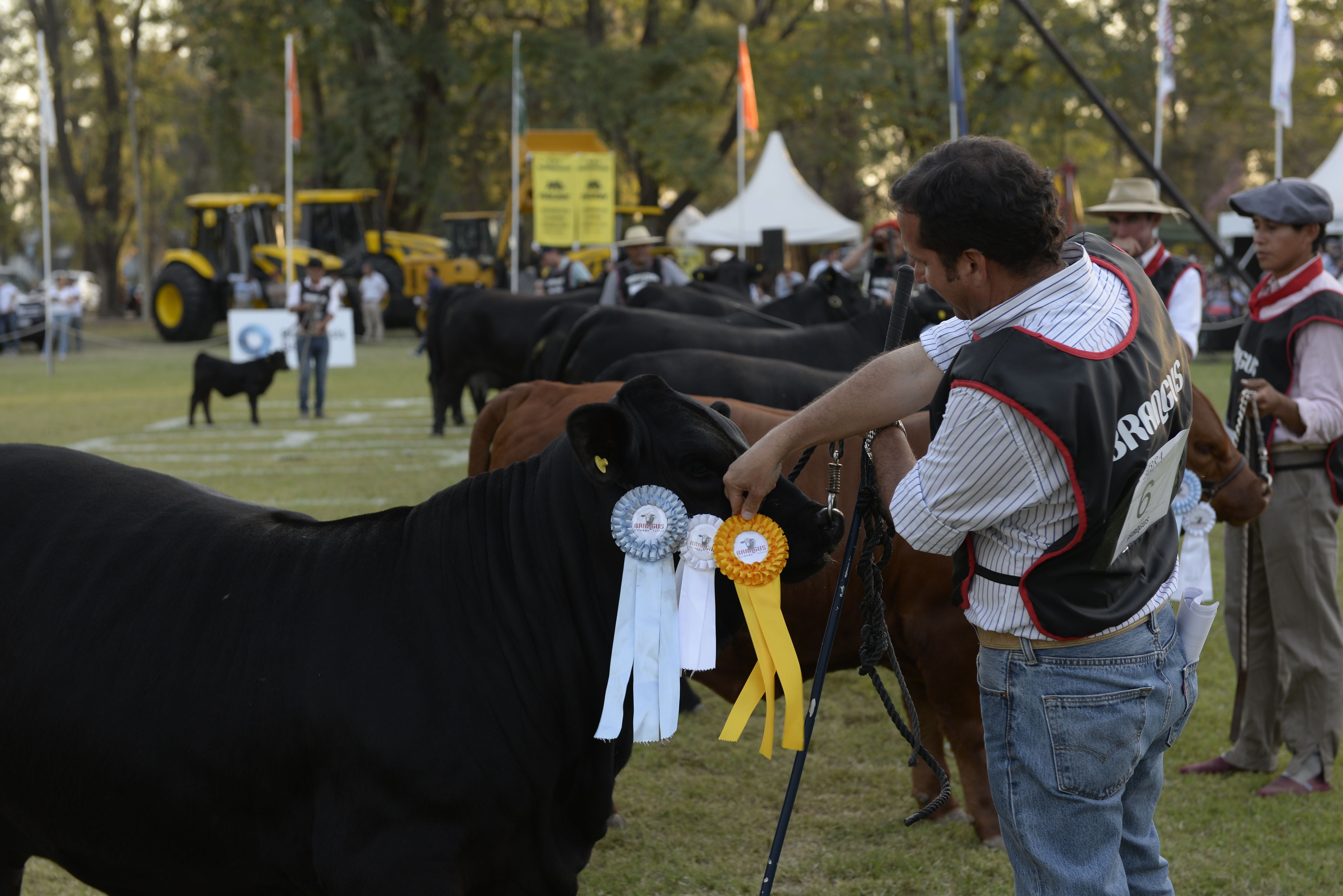 La muestra contó con bovinos de destacada participación.&nbsp;