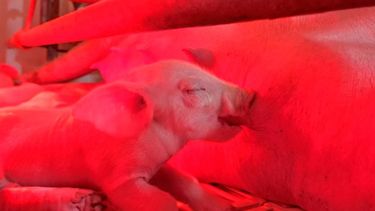 Innovación biotecnológica en la producción porcina.
