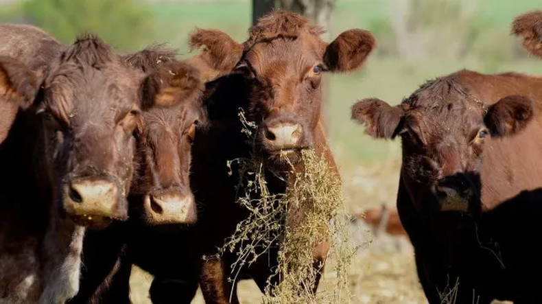 El avance de la zafra actual alcanza el 41% contra el 44% registrado a esta misma fecha en 2023 y 2022, según Rosgan.
