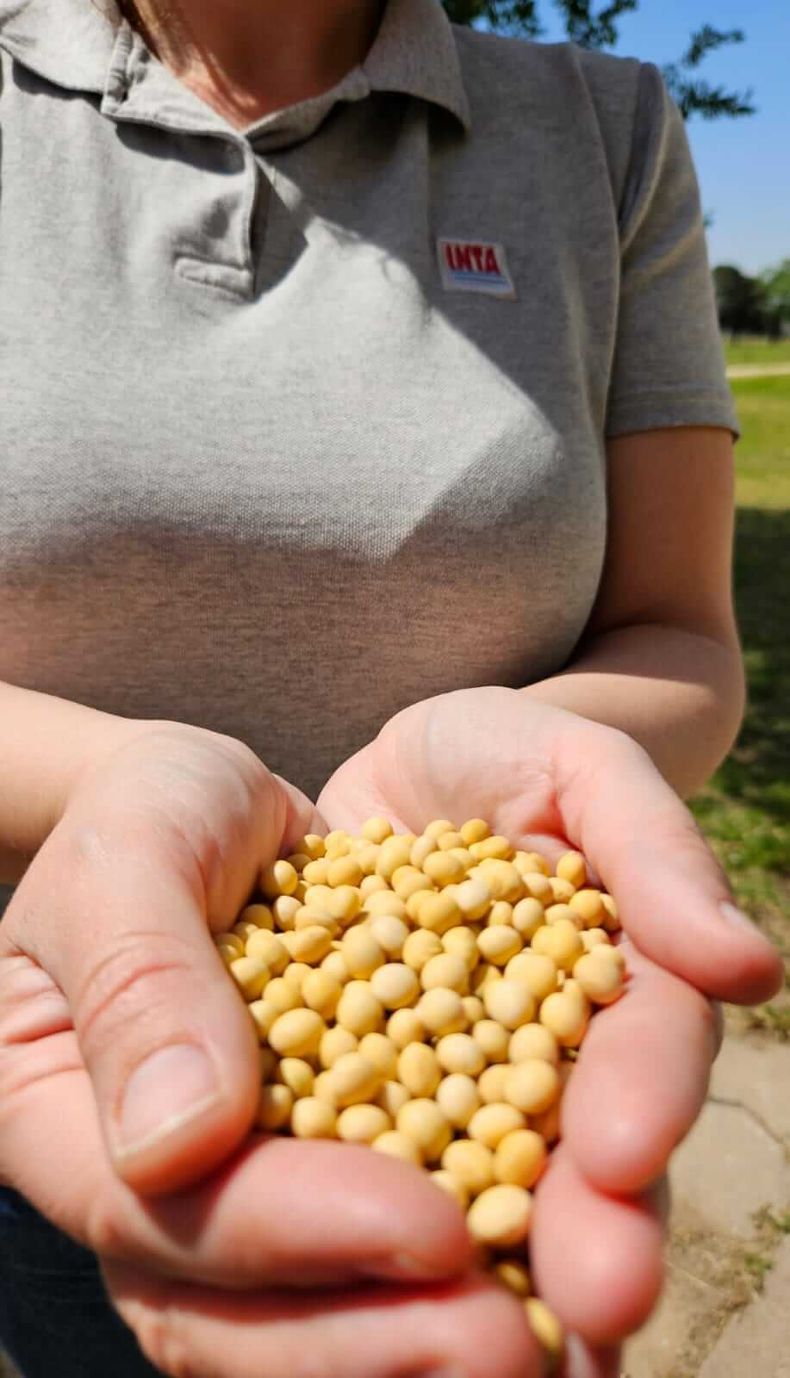 La soja será La misma será con fines exclusivamente agroindustriales y no está autorizada para ser sembrada.