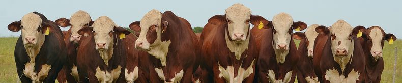 ArgenINTA y Braford impulsan innovación en producción ganadera.