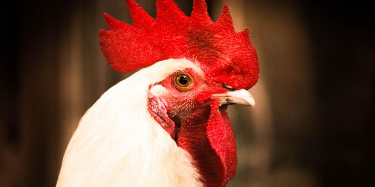 Exportaciones en riesgo por influenza aviar. Exportaciones en riesgo por influenza aviar.