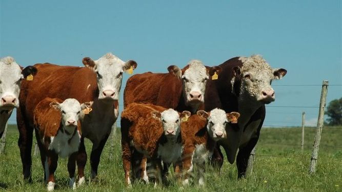 Mercados ganaderos: ¿Cómo quedó la brecha entre el ternero y el novillo?&nbsp;