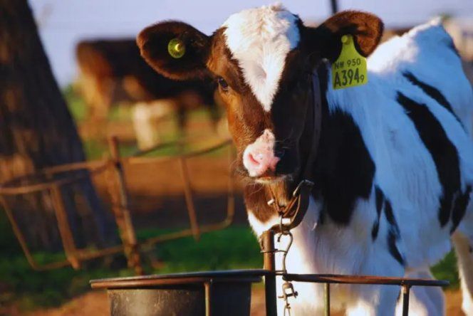 La diarrea viral bovina es cada vez más determinante sobre la productividad.