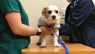 Oncología veterinaria: nuevas herramientas para mejorar la calidad de vida canina.