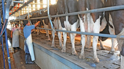 Producción de lechería: crecimiento y desafíos en la rentabilidad del tambo. Producción de lechería: crecimiento y desafíos en la rentabilidad del tambo.