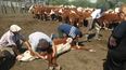 Diagnóstico y rotación claves ante un problema de garrapata bovina.&nbsp;