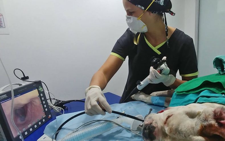 Someve refuerza la formación en endoscopía veterinaria.