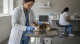 La cardiología veterinaria destaca la importancia del diagnóstico temprano de soplos cardíacos en animales de compañía.
