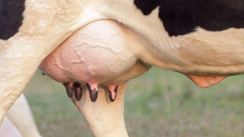 La mastitis en la vaquillona puede comenzar mucho antes de la primera lactancia.&nbsp;