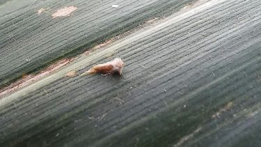 Monitoreo clave para frenar el avance de la chicharrita.