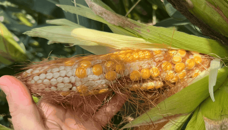 Exportaciones. Los precios internacionales se derrumban por el efecto chicarrita, según la BCR.