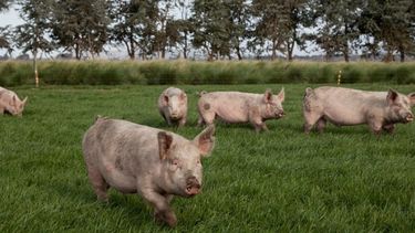 En Argentina, los cerdos son la principal fuente de infección de la Triquinosis.