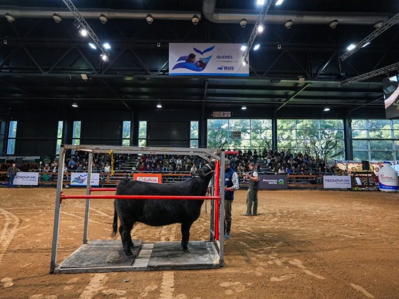 El evento ofrecerá una experiencia ganadera integral.