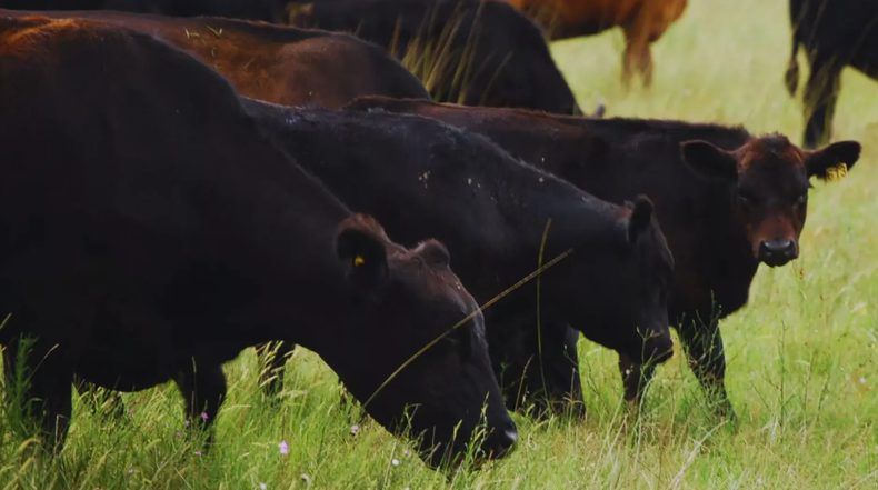 El proyecto vacunal contra la fiebre aftosa ganó el año pasado un premio a soluciones innovadoras.&nbsp;