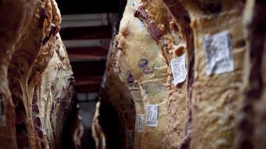 La producción ganadera argentina sigue demostrando su fortaleza, manteniendo márgenes elevados a pesar de los recientes ajustes del mercado.