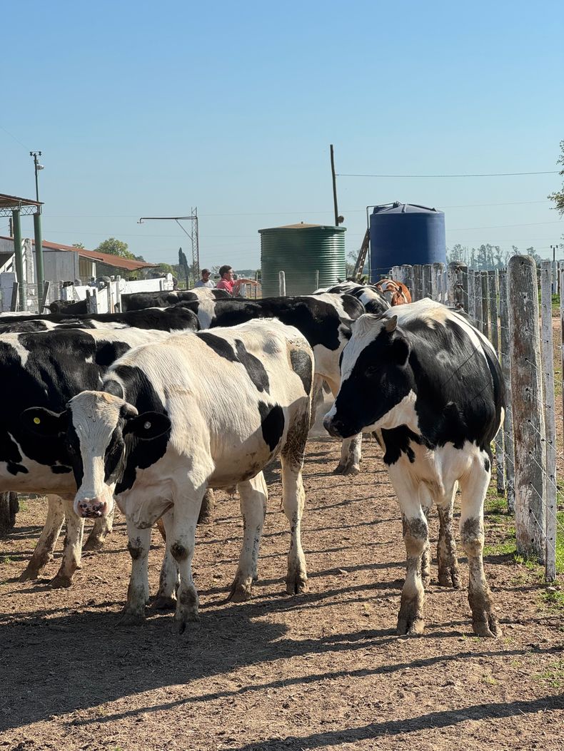 La eficiencia en la producción de carne Holando en sistemas de Feedlot es clave para el sector agropecuario argentino.