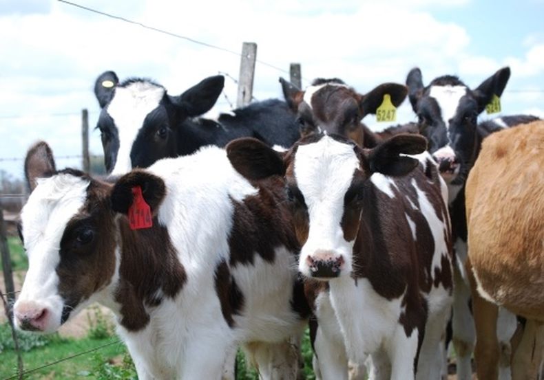 bioinnovo presentacion web6.jpg