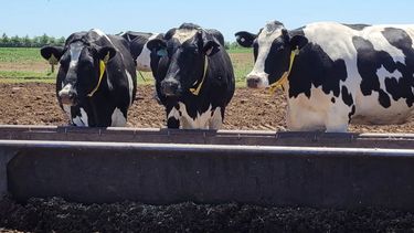 Motivar | aaaa vacas bebedero