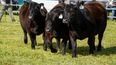 Inversión en genética bovina impulsa ganadería y exportaciones.