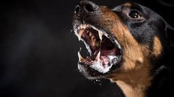 El perro infectado con rabia recorrió varios sectores de Machagai antes de presentar síntomas. El perro infectado con rabia recorrió varios sectores de Machagai antes de presentar síntomas.