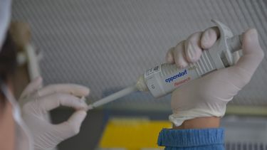 La vacuna para porcinos se basa en un baculovirus genéticamente modificado.