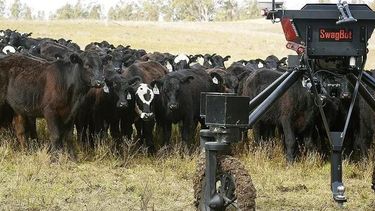 La “vaca” inteligente es un robot&nbsp; impulsado por IA y ayuda a un mejor desarrollo de los terneros.