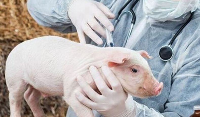 Mycoplasma hyopneumoniae y el circovirus en porcinos son agentes infecciosos.&nbsp;