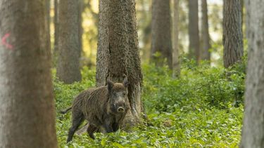 El jabalí es uno de los principales es uno de los reservorios silvestres de la triquinosis.