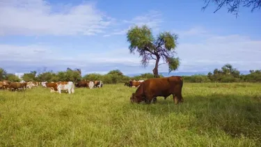 Correcta siembra deforrajes y manejo estratégico, claves para la producción ganadera.
