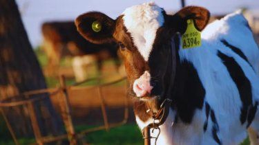 La diarrea viral bovina es cada vez más determinante sobre la productividad.