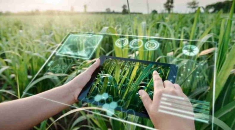 La Inteligencia Artificial impulsa la innovación en el sector agropecuario, optimizando procesos y decisiones para una producción más eficiente y sostenible.