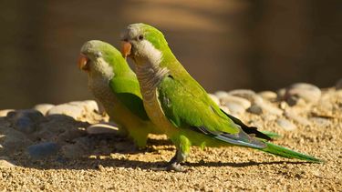 Psitacosis. Autoridades sanitarias pidieron comprar aves silvestres ni adoptarlas como mascotas.