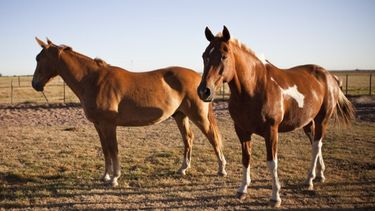 La tenencia responsable de los equinos, un tema ético y sanitario.