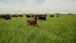 Clima adverso: impacto directo en la logística ganadera. Clima adverso: impacto directo en la logística ganadera.