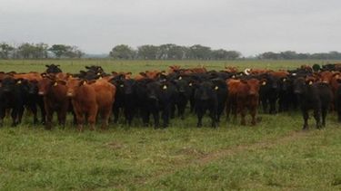 Faena bovina: el Feedlot impulsa stock y peso histórico.