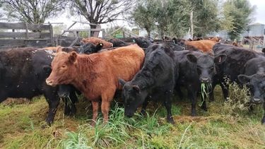 El estado de los bovinos es atribuible a condiciones climáticas más favorables en 2023 y a la disponibilidad de recursos alimenticios para el ganado.