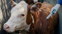 En pocos días arranca el calendario general de vacunación antiaftosa 2026. En pocos días arranca el calendario general de vacunación antiaftosa 2026.